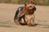 YORKSHIRE TERRIER 562